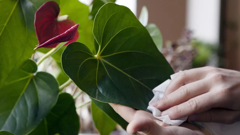 Einmal wischen, bitte: Eine Staubschicht auf den Blättern kann die Energiegewinnung einer Pflanze einschränken. - © Silvia Marks/dpa-tmn