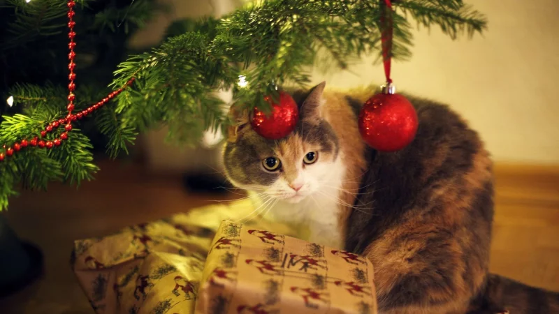 Wenn\\\'s am Weihnachtsbaum glitzert und funkelt: Katzenbesitzer sollten allerdings auf Lametta verzichten. Es kann gefährlich für Darm oder Speiseröhre werden. - © Ina Fassbender/dpa-tmn