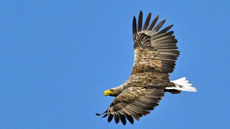 Beeindruckende Erscheinung: Der Seeadler gilt mit einer Fl&uuml;gelspannweite von bis zu 2,60 Metern als gr&ouml;&szlig;ter europ&auml;ischer Greifvogel. - &copy; Patrick Pleul/dpa/dpa-tmn