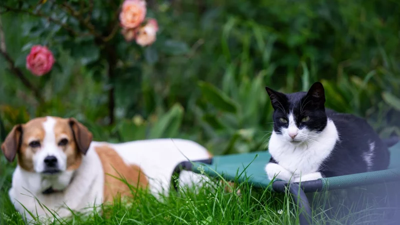 Unterschiedliche Charaktere erschweren das Zusammenleben von Hund und Katze: Nicht jede Konstellation ist geeignet. - © Monika Skolimowska/dpa