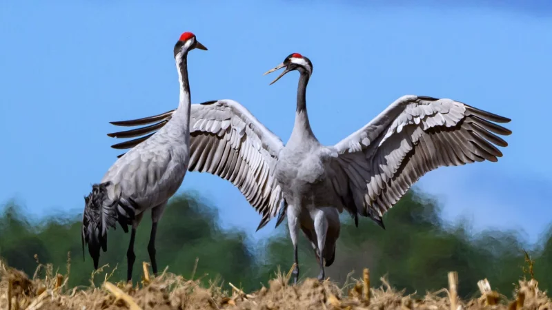 M&ouml;gen sie gesund bleiben: Derzeit breitet sich in unter Kranichen die Vogelgrippe aus. Wer tote V&ouml;gel findet, sollte sie nicht anfassen. - &copy; Patrick Pleul/dpa/dpa-tmn