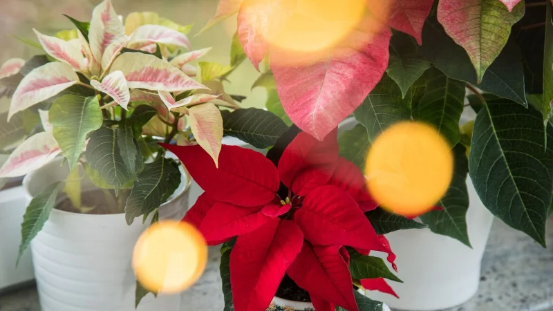 Ein leuchtender Weihnachtsstern schm&uuml;ckt die Fensterbank und bringt festliche Stimmung ins Zuhause. - &copy; Christin Klose/dpa-tmn