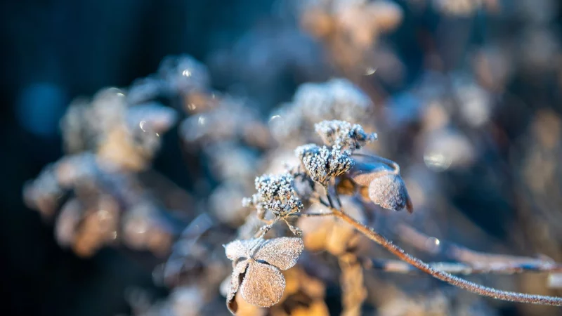 Raureif im Garten: N&uuml;tzlinge suchen in den kalten Monaten Schutz in nat&uuml;rlichen Winterquartieren. - &copy; Zacharie Scheurer/dpa-tmn