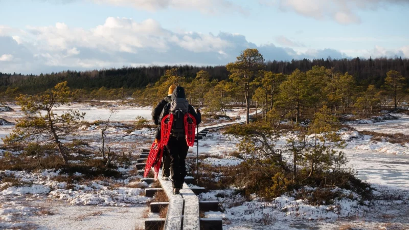 Die Holzplanken f&uuml;hren sicher durchs Moor Kakerdaja - die Schneeschuhe sind geschultert. - &copy; Andreas Drouve/dpa-tmn