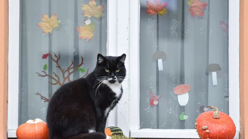 Halloween naht - und damit auch Gruselpartys, Kostüme und Lärm, die für viele Haustiere Stress bedeuten. - © Patrick Pleul/dpa/dpa-tmn