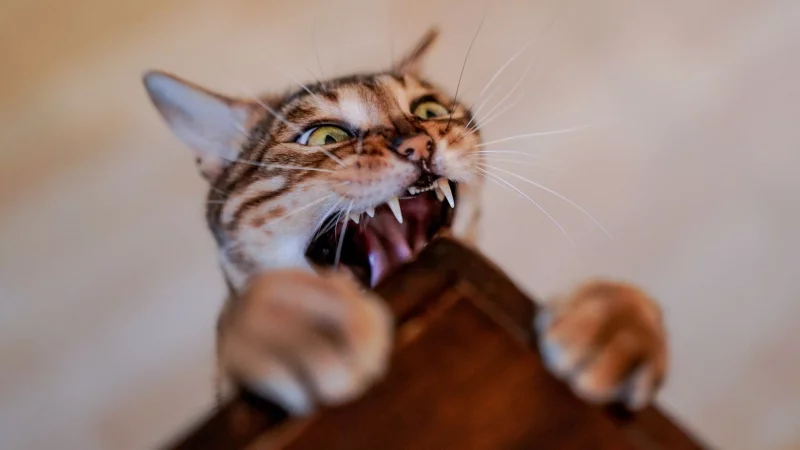 Die Wunde nach einem Katzenbiss sieht harmlos aus? Davon sollte man sich nicht t&auml;uschen lassen. - &copy; Axel Heimken/dpa/dpa-tmn