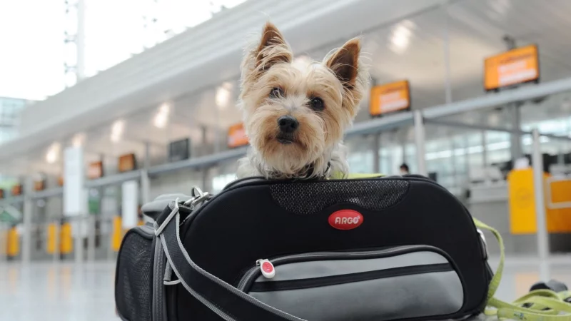 Ab in die Tasche: Kleine Hunde k&ouml;nnen mitunter in der Kabine mitfliegen. - &copy; Tobias Hase/dpa-tmn