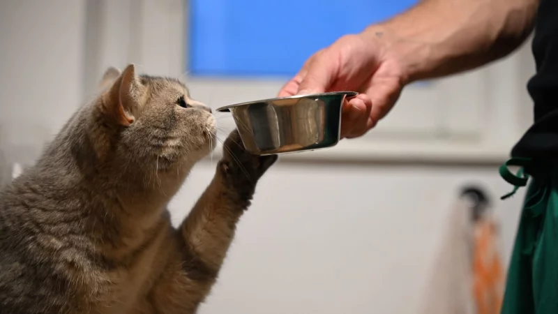 Haustiere benötigen im Winter besonders viel frisches Wasser, denn trockene Heizungsluft reizt Schleimhäute und Haut. - © Helena Dolderer/dpa/dpa-tmn