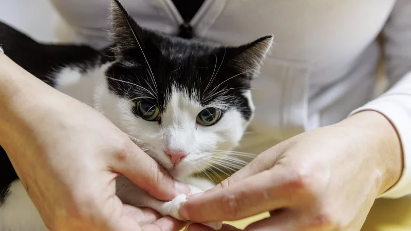 Erste Hilfe f&uuml;r Fellnasen: Manche Wehwehchen sind schnell selbst behoben, bei ernsteren Notf&auml;llen ist der Tierarzt jedoch die beste Adresse. - &copy; Markus Scholz/dpa-tmn