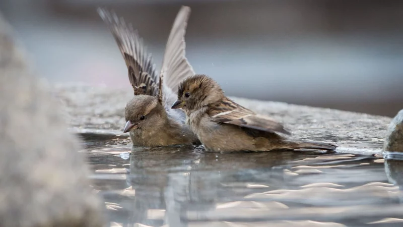 Wenn im Winter nat&uuml;rliche Wasserstellen zufrieren, sind Spatzen und andere V&ouml;gel auf Hilfe angewiesen. - &copy; Frank Rumpenhorst/dpa/dpa-tmn
