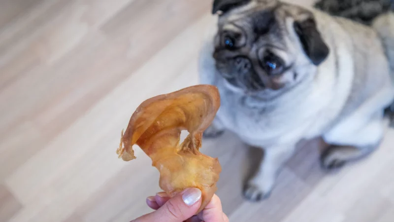 Test: Viele naturbelassene Hundesnacks wie Schweineohren sind f&uuml;r kleine Hunde zu gro&szlig; und enthalten damit auch zu viele Kalorien. - &copy; Christin Klose/dpa-tmn