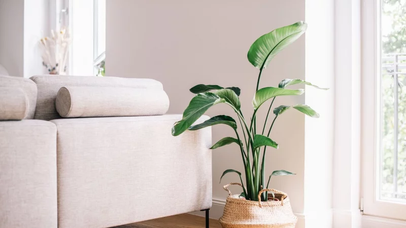 Eine Strelitzie (Strelitzia reginae) kann ein echter Hingucker im Wohnzimmer sein. Die gro&szlig;e Zimmerpflanze gedeiht am besten an einem sonnigen Platz. - &copy; Zacharie Scheurer/dpa-tmn