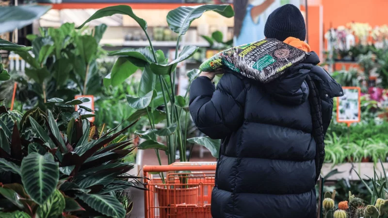 Neue Pflanzen f&uuml;rs Zuhause: Bereits im Laden lohnt ein genauer Blick auf Topf und Bl&auml;tter. - &copy; Oliver Berg/dpa/dpa-tmn