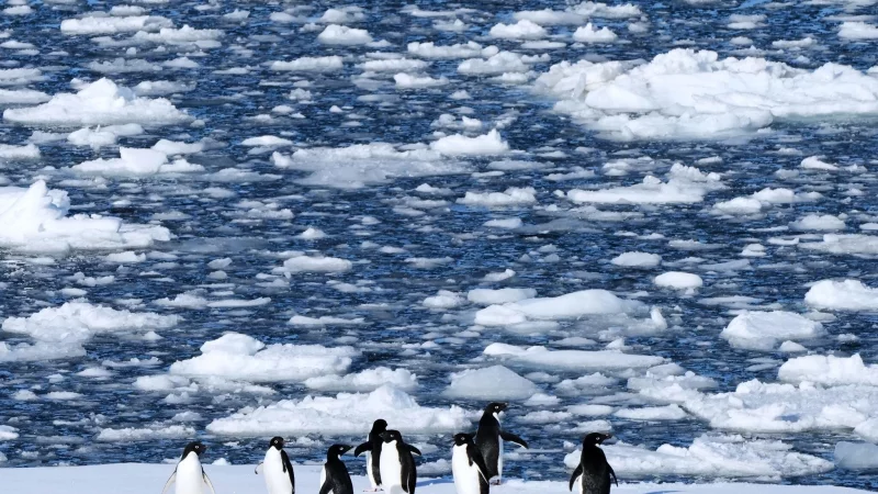 Die Dokumentation von Werner Herzog, in der ein anderer Pinguin vorkommt, ist von 2007. (Symbolbild) - &copy; Mark Baker/AP/dpa