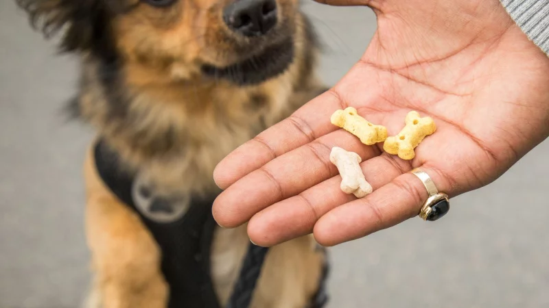 Snacks f&uuml;r zwischendurch: Wer seinen Hund verw&ouml;hnt, sollte das Hauptfutter entsprechend reduzieren, um Gewichtszunahme zu vermeiden. - &copy; Christin Klose/dpa-tmn