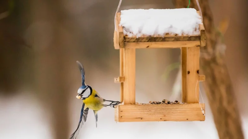 Wer V&ouml;geln bei geschlossener Schneedecke etwas Gutes tun will, greift am besten zu K&ouml;rner- und Fettfutter aus dem Fachhandel. - &copy; Christoph Soeder/dpa/dpa-tmn