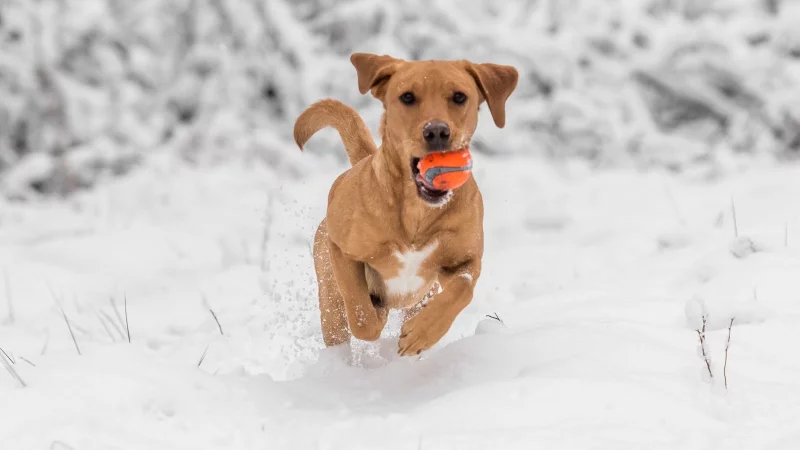Hund haben ist Herzenssache, kein Steuersparmodell. Nur in bestimmten F&auml;llen erkennt das Finanzamt Ausgaben f&uuml;r den Vierbeiner an. - &copy; Benjamin Nolte/dpa-tmn