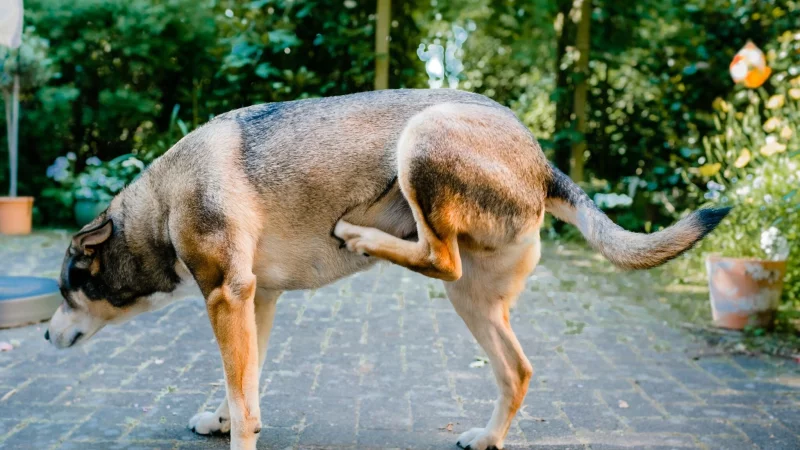Der Hund kratzt sich unentwegt? Dahinter k&ouml;nnen Allergien, Entz&uuml;ndungen oder Parasiten stecken. - &copy; Markus Scholz/dpa-tmn