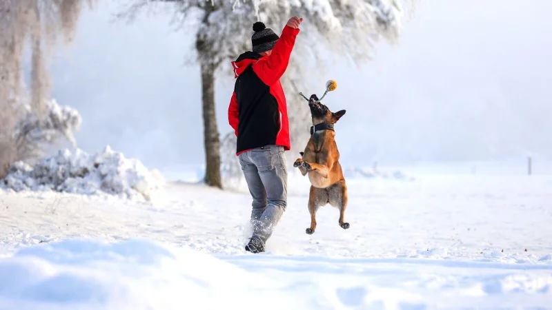 Winterurlaub mit Hund: Toben im Schnee macht Mensch und Vierbeiner gleicherma&szlig;en gl&uuml;cklich. - &copy; Thomas Warnack/dpa