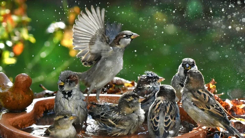 Badespaß im Garten: Auch Vögel freuen sich im Sommer über eine Möglichkeit zur Abkühlung. - © Waltraud Grubitzsch/dpa