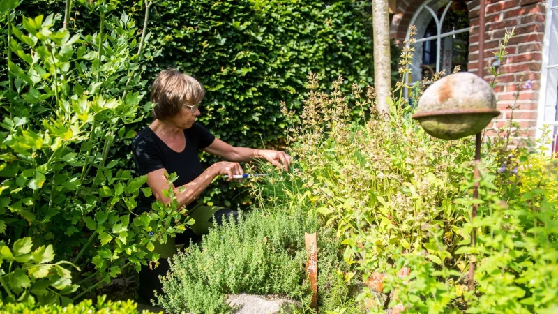 Internationale Kr&auml;uter sorgen f&uuml;r Abwechslung im Garten - und in der K&uuml;che. - &copy; Benjamin Nolte/dpa-tmn
