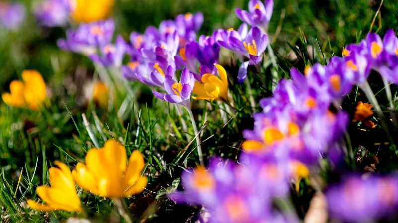 Wer ab Ende September Blumenzwiebeln pflanzt, kann sich im Fr&uuml;hjahr &uuml;ber bunte Fr&uuml;hbl&uuml;her freuen. - &copy; Hauke-Christian Dittrich/dpa/dpa-tmn