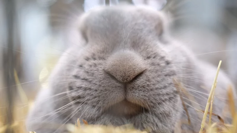 Regelmäßige Tierarztbesuche sind wichtig für die Gesundheit von Kaninchen. - © Sebastian Willnow/dpa