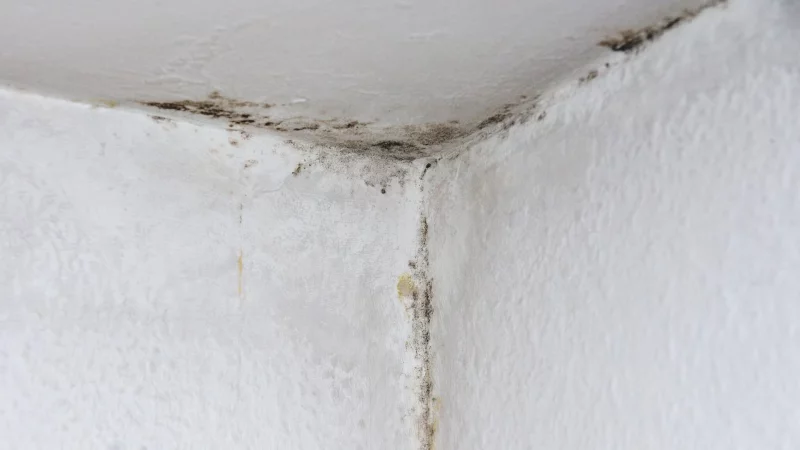 Nicht nur im Winter ein Problem: Im Sommer kann warme, feuchte Luft Schimmel in kühlen Räumen begünstigen. - © Andrea Warnecke/dpa-tmn/dpa