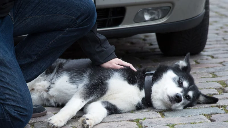 Wurde der Hund angefahren, gilt es Ruhe zu bewahren und den Tierarzt oder eine nahegelegene Tierklinik zu kontaktieren. - &copy; Florian Schuh/dpa-tmn