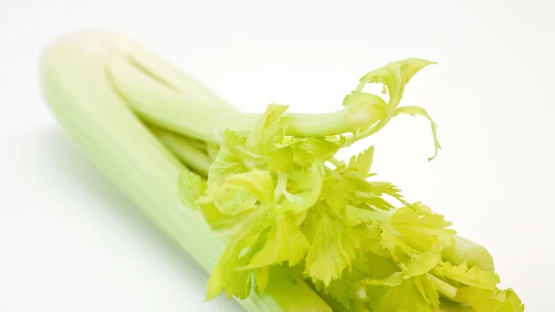 Staudensellerie ist vielseitig einsetzbar: Ob roh, gedünstet oder gebraten – das Gemüse passt zu Salat, Dip, Suppe oder Pasta. - © picture alliance / dpa-tmn