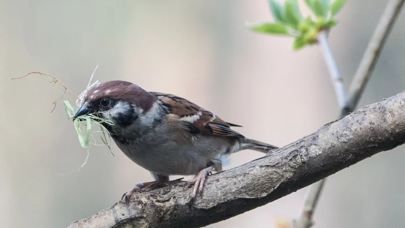 Gras, Reisig, Moos: Wer heimische V&ouml;gel beim Nestbau unterst&uuml;tzen m&ouml;chte, sollte auf nat&uuml;rliche, unbehandelte Materialien setzen. - &copy; Andrea Warnecke/dpa-tmn
