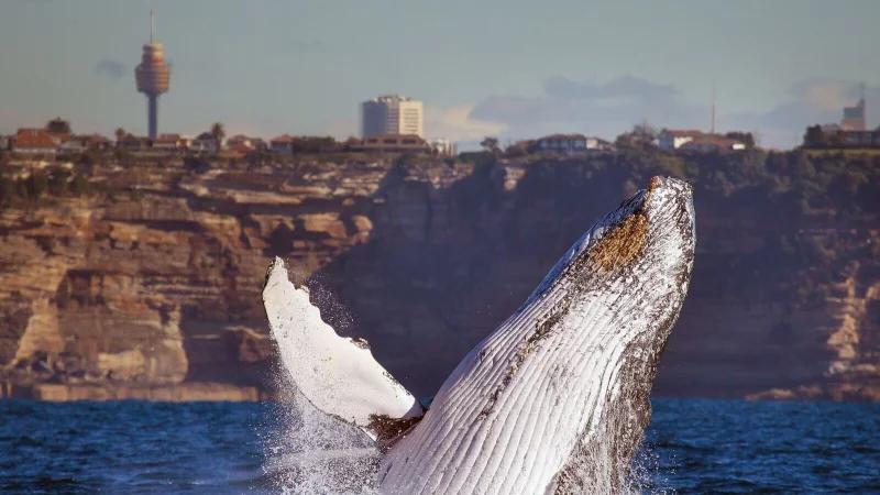 Ein Buckelwal taucht aus dem Wasser: Von Mai bis November lassen sich die Giganten vor Australiens Ostk&uuml;ste beobachten. - &copy; Whale Watching Sydney/dpa-tmn