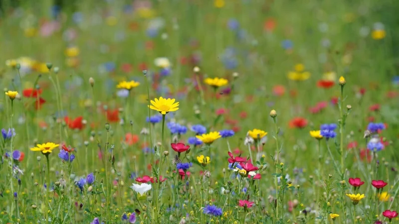 Eine bunte Blühwiese macht nicht nur optisch was her, sie ist auch pflegeleicht - mähen muss man sie nur einmal im Jahr. - © Marcus Brandt/dpa/dpa-tmn