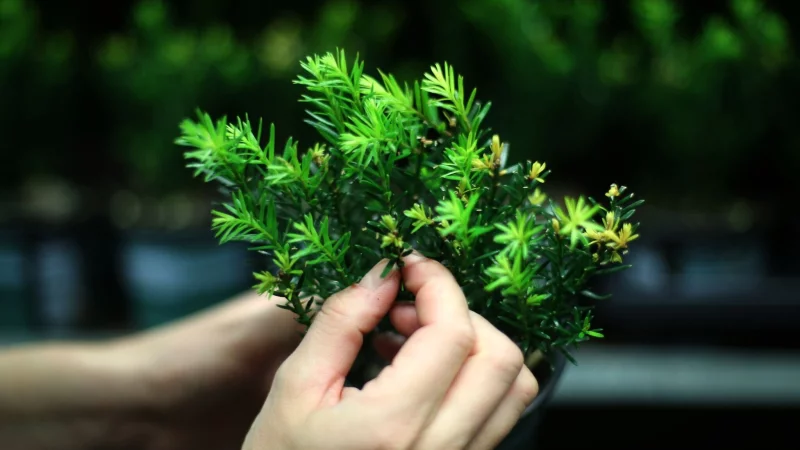 Fast alle Pflanzenteile der Eibe sind giftig: Besonders Nadeln und Samen k&ouml;nnen f&uuml;r Tiere gef&auml;hrlich werden. - &copy; Ina Fassbender/dpa-tmn