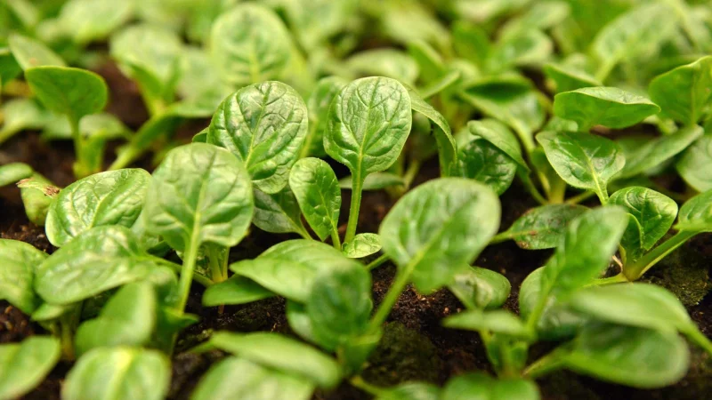 Schnell wachsend: Wird Spinat jetzt ges&auml;t, kann er bereits acht Wochen sp&auml;ter auf dem Teller liegen. - &copy; Andrea Warnecke/dpa-tmn