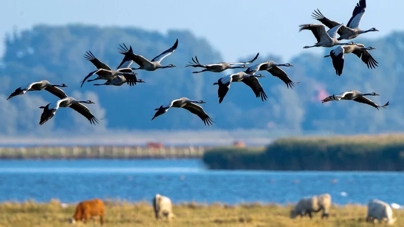 Kraniche auf der Halbinsel Fischland-Dar&szlig;: Wer das Naturschauspiel erleben m&ouml;chte, muss im Herbst kommen, wenn die V&ouml;gel dort Rast einlegen. - &copy; Jens B&uuml;ttner/dpa/dpa-tmn