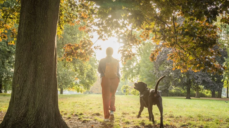 Vorsicht beim Spaziergang: Kastanien wecken bei Hunden den Spieltrieb, k&ouml;nnen aber gef&auml;hrlich sein. - &copy; Christin Klose/dpa-tmn