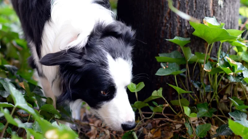 Ein Border Collie schnüffelt sich durch sein Revier. Vergiftete oder mit gefährlichen Gegenständen gespickte Köder jagen Hundefreunden immer wieder Angst ein. - © Maurizio Gambarini/dpa/dpa-tmn