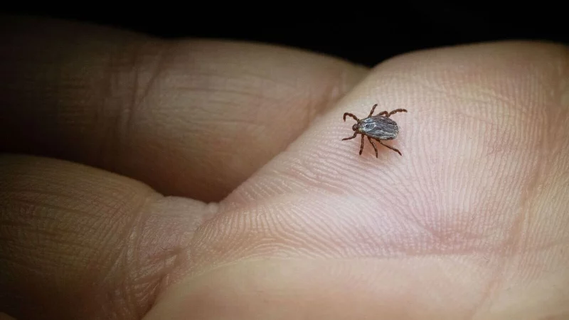 Zecken suchen am Körper nach geschützten Stellen, um zuzustechen. So fühlen sie sich unter den Achseln oder hinter dem Ohr wohl. - © Marijan Murat/dpa/dpa-tmn