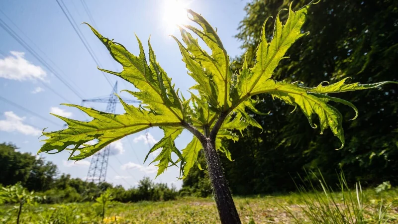 Der Saft des Riesenb&auml;renklau ist gef&auml;hrlich und kann Verbrennungen auf der Haut ausl&ouml;sen. - &copy; Christoph Schmidt/dpa/dpa-tmn