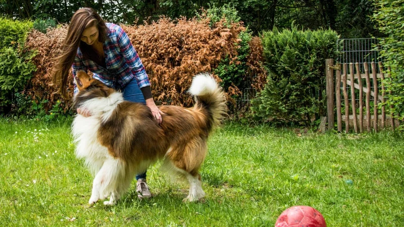 Garten mit Auslauf: hundesicherere Zäune und Hecken schützen vor ungewollten Ausflügen – und ermöglichen dem Tier freie Bewegung ohne Leine. - © Christin Klose/dpa-tmn
