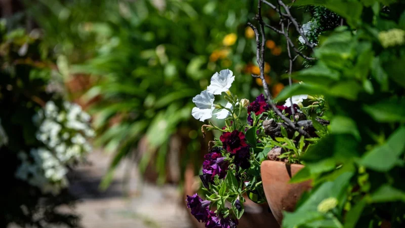 Kaum Platz? Auch ein kleiner Garten l&auml;sst sich mit ein paar Tricks in einen Dschungel verwandeln. - &copy; Zacharie Scheurer/dpa-tmn