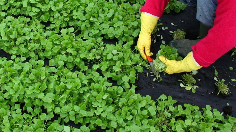 Winterportulak schmeckt leicht nussig und eignet sich gut f&uuml;r Salate. - &copy; Patrick Pleul/dpa/dpa-tmn