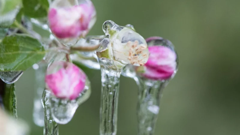 Die Blüten von Obstbäumen wie Apfel sind empfindlich gegenüber Spätfrösten im Mai. - © Patrick Seeger/dpa/dpa-tmn