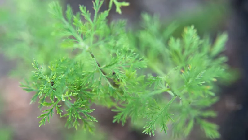 Colakraut ist eine Variet&auml;t der Eberraute. Ihr herbes, leicht zitroniges Aroma erinnert geschmacklich entfernt an Cola. - &copy; Andrea Warnecke/dpa-tmn