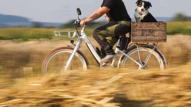 Auf dem Rad statt querfeldein: Hohes Gras und Getreidefelder sind im Sommer tabu f&uuml;r Vierbeiner. - &copy; Thomas Warnack/dpa/dpa-tmn