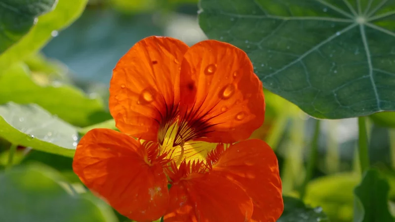 Wussten Sie, dass die Blüten der Kapuzinerkresse nicht nur hübsch, sondern auch richtig lecker sein können? - © Andrea Warnecke/dpa-tmn