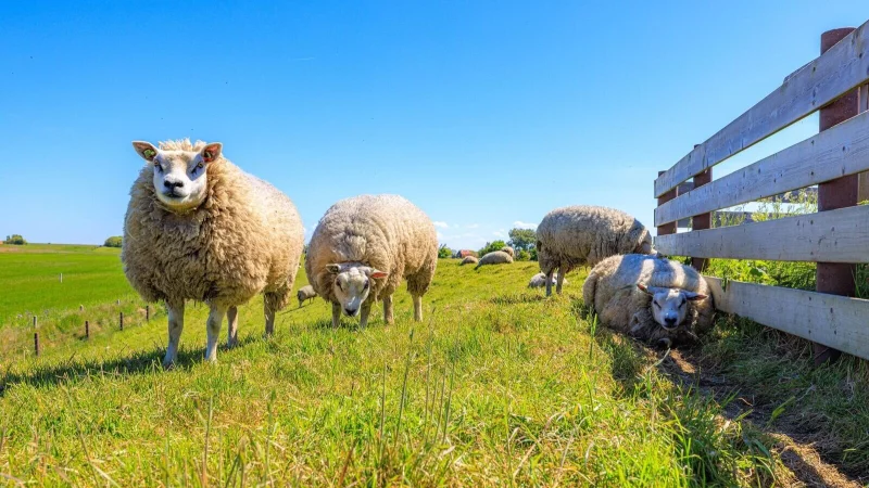 Schafe auf Texel: Sie sind die nat&uuml;rlichen &laquo;Rasenm&auml;her&raquo; der Insel - &copy; Iris Borst/VVV Texel/dpa-tmn