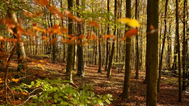 Natur kann idyllisch sein. (Archivbild) - &copy; Henning Kaiser/dpa