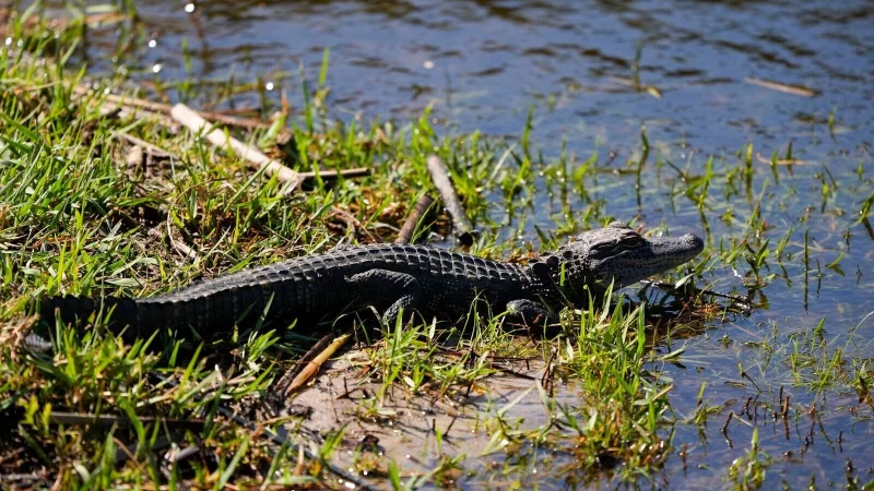 Ein Baby-Alligator wie dieser wurde offenbar in Vechta gesichtet. (Archivbild) - © Gerald Herbert/AP
